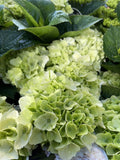 HYDRANGEA MAGICAL PEARL 20CM