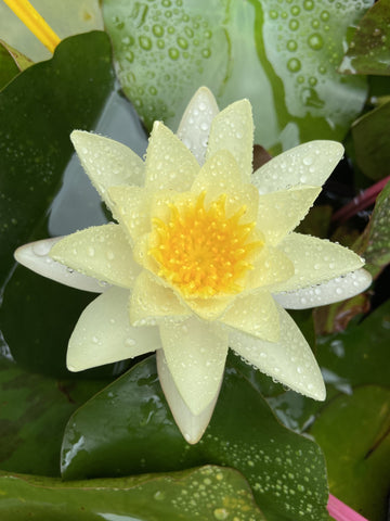WATER LILY NYMPHAEA CHROMATELLA 20CM