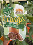 ORANGE BLOOD THORNLESS (cv. IPPOLITO) 25CM
