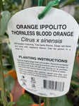ORANGE BLOOD THORNLESS (cv. IPPOLITO) 25CM
