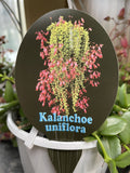 KALANCHOE UNIFLORA 'CORAL BELLS' HANGING BASKET 13CM