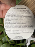 KALANCHOE UNIFLORA 'CORAL BELLS' HANGING BASKET 13CM