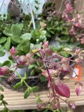 KALANCHOE UNIFLORA 'CORAL BELLS' HANGING BASKET 13CM