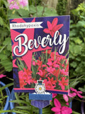RHODOHYPOXIS BEVERLY 14CM