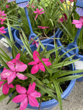 RHODOHYPOXIS BEVERLY 14CM