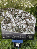 GYPSOPHILLA SUMMER SPARKLES 14CM