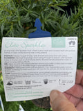GYPSOPHILLA SUMMER SPARKLES 14CM