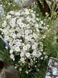 GYPSOPHILLA SUMMER SPARKLES 14CM