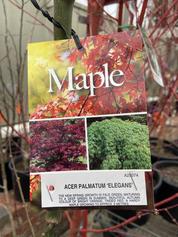 ACER PALMATUM ELEGANS 40CM