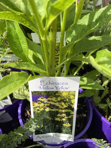 ECHINACEA MELLOW YELLOWS 14CM