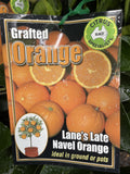 ORANGE LANES LATE NAVEL 5.2LTR