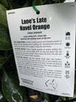 ORANGE LANES LATE NAVEL 5.2LTR