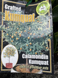 CUMQUAT CALAMONDIN 5.2LTR