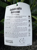 CUMQUAT CALAMONDIN 5.2LTR