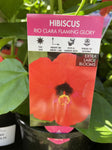 HIBISCUS RIO CLARA ASSORTED 14CM