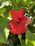 HIBISCUS RIO CLARA ASSORTED 14CM