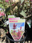 AGASTACHE MORELLO 14CM