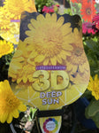 OSTEOSPERMUM 3D DEEP SUN 14CM