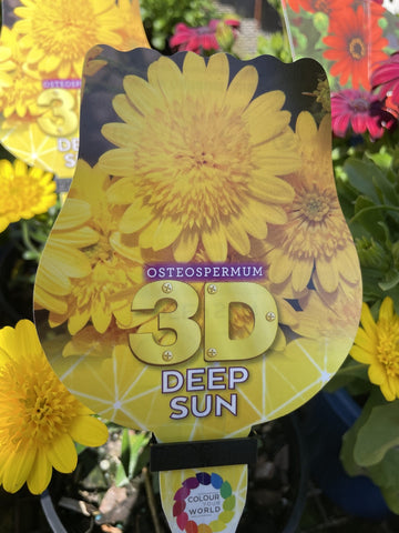 OSTEOSPERMUM 3D DEEP SUN 14CM