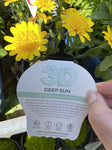 OSTEOSPERMUM 3D DEEP SUN 14CM