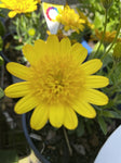 OSTEOSPERMUM 3D DEEP SUN 14CM