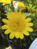 OSTEOSPERMUM 3D DEEP SUN 14CM