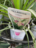 TILLANDSIA CYANEA SUMMER 9CM