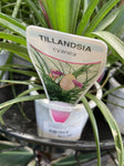 TILLANDSIA CYANEA SUMMER 9CM