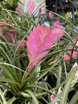 TILLANDSIA CYANEA SUMMER 9CM