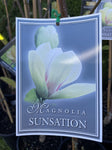 MAGNOLIA ACUMINATA SUNSATION 20CM