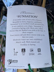 MAGNOLIA ACUMINATA SUNSATION 20CM