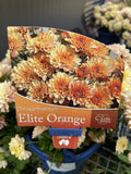 CHRYSANTHEMUM ELITE ORANGE 14CM