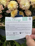 CHRYSANTHEMUM ELITE ORANGE 14CM