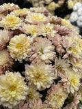 CHRYSANTHEMUM ELITE ORANGE 14CM