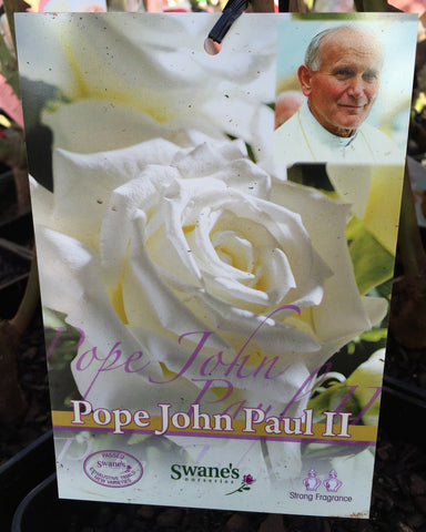 ROSA STANDARD POPE JOHN PAUL 3FT