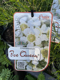 CHAMELAUCIUM ICE QUEEN 14CM