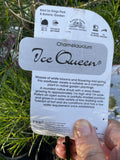 CHAMELAUCIUM ICE QUEEN 14CM
