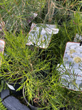 CHAMELAUCIUM ICE QUEEN 14CM