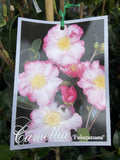 CAMELLIA FUKUZUTSUMI  20CM 