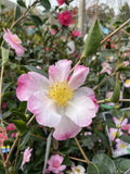 CAMELLIA FUKUZUTSUMI  20CM 