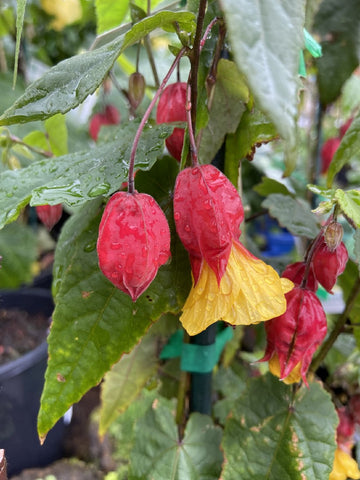 ABUTILON MEGAPOTAMICUM 20CM
