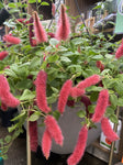 ACALYPHA SUMMER LOVE HANGING BASKET 27cm