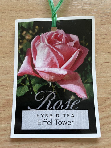 ROSA STANDARD 3FT EIFFEL TOWER 20CM
