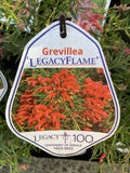 GREVILLEA LEGACY FLAME 14CM