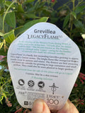GREVILLEA LEGACY FLAME 14CM