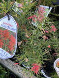 GREVILLEA LEGACY FLAME 14CM
