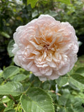 ROSE DAVID AUSTIN EMILY BRONTE BARE ROOT 