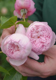 ROSE DAVID AUSTIN THE MILL ON THE FLOSS BARE ROOT 