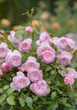 ROSE DAVID AUSTIN THE MILL ON THE FLOSS BARE ROOT 