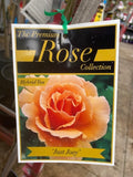 ROSE STANDARD JUST JOEY 4FT BARE ROOT